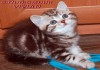 Фото Британские котята шоколадный мрамор из питомника VIVIAN.
