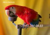 Фото Красный ара (Ara macao) - птенцы выкормыши из питомника
