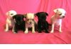 Фото Большой выбор щенков чихуахуа по умеренным ценам