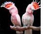 Фото Купить Жако, Ару, Амазона, Какаду можно у нас, продам попугаев