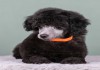 Фото Пуделя щенок миниатюрный cеребристый девочка