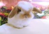 Фото Большой выбор декоративных кроликов в питомнике ЗУ