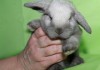 Фото Продажа карликовых крольчат