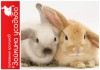Фото Мини кролики, порода Miniature Lop, питомник