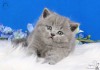 Фото Супер голубые британские котята!