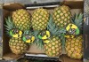 Фото Продаем ананасы из Испании
