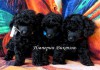Фото Той Пудель - щенки черного окраса
