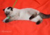 Фото Клубный чистокровный шотландский котенок элитного окраса.