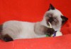 Фото Клубный чистокровный шотландский котенок элитного окраса.