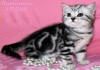 Фото Британские котята черный мрамор на серебре из питомника VIVIAN.