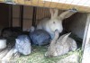 Фото Продажа кроликов