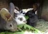 Фото Продажа кроликов