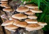 Фото Готовые грибные грядки шиитаке