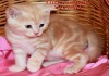 Фото Британские котята красный мрамор из VIVIAN.