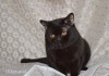 Фото В добрые руки котик черный шотландский прямоухий.