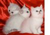 Фото Британские котята плюшевые  красного (рыжий) окрасов 