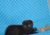 Фото Котята-кошечки вислоухие шотландские черного окраса.
