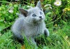 Фото Продаются русские голубые котята