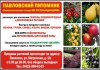 Фото Павловский питомник: саженцы плодово-ягодных растений