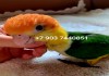 Фото Рыжеголовый белобрюхий попугай, или каик (Pionites leucogaster) птенцы выкормыши