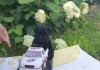 Фото Продаются щенки цвергшнауцера черного окраса